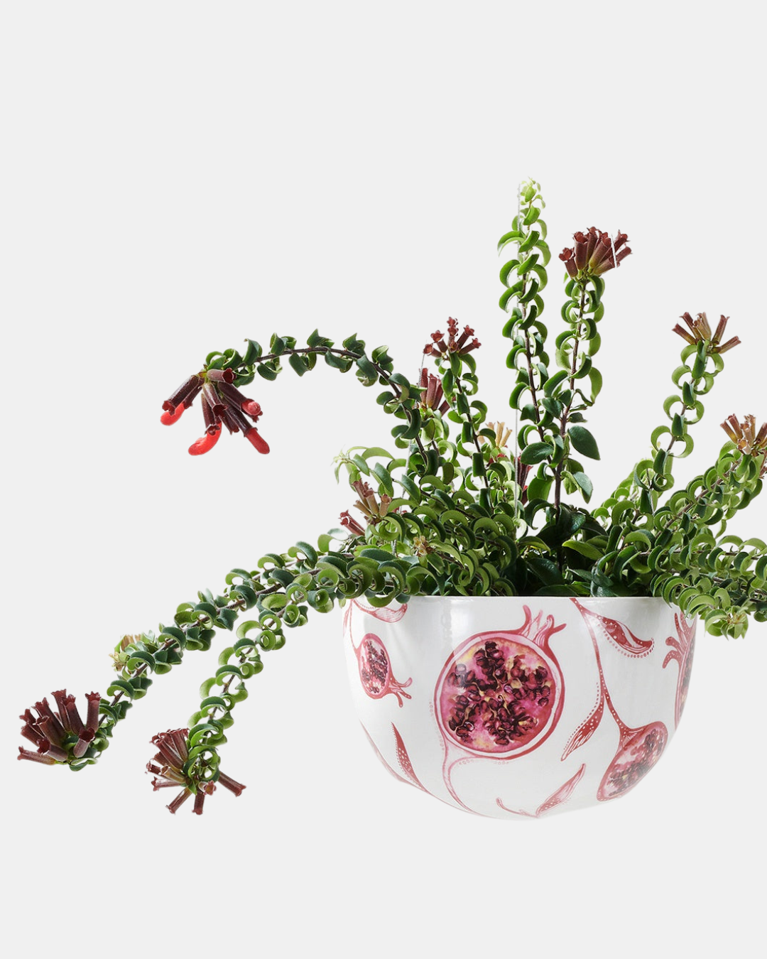 angus & celeste hanging planter Angus & Celeste Decorative Hanging Planter – Flourish Gift and Home