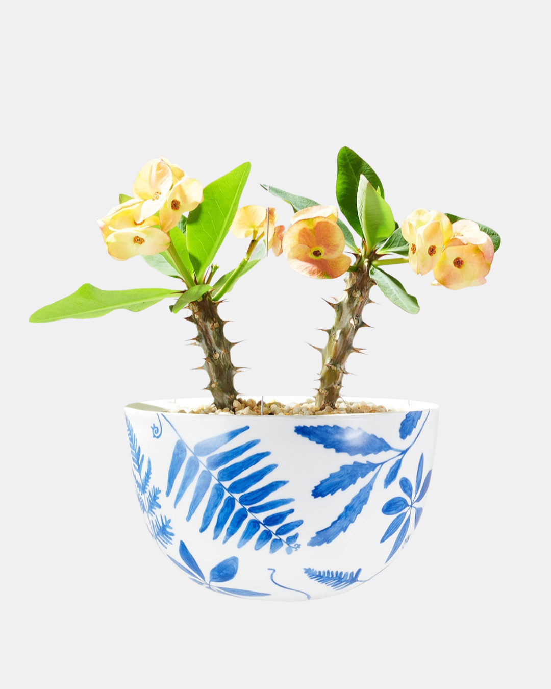 angus & celeste hanging planter Angus & Celeste Decorative Hanging Planter – Flourish Gift and Home