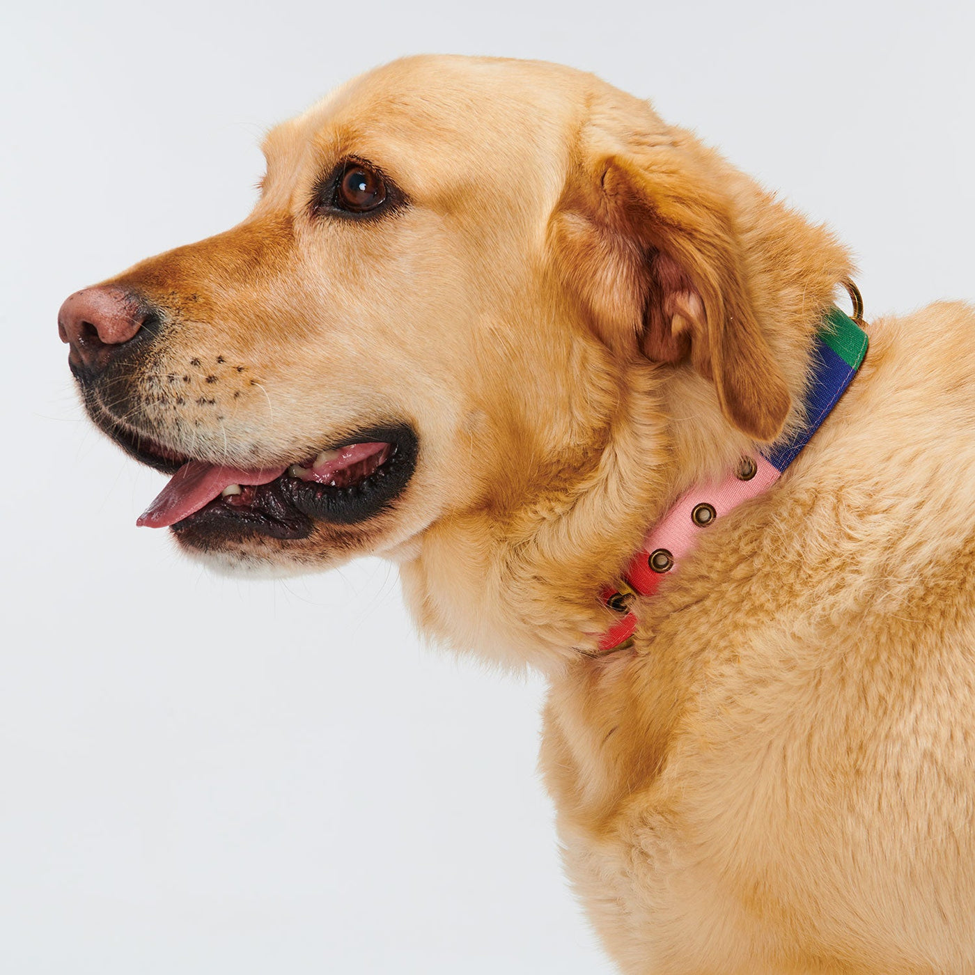 Kip & Co Dog Collar